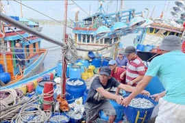 Au port de pêche de Tinh Ky dans la ville de Quang Ngai (Centre). Photo : VNA