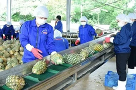 Transformation d’ananas pour l’exportation à la Dong Giao Foodstuff Export Joint Stock Company dans la province de Ninh Binh. Photo : VNA