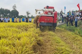 La récolte du riz se fera à l'aide de moissonneuses-batteuses combinées avec des machines de broyage de paille. Photo: nhandan.vn