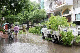 Les forces compétentes commencent à nettoyer les dégâts dans la ville de Ha Long après le passage du typhon Prapiroon. Photo : VNA