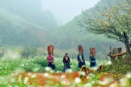 Les paysages naturels magnifiques de Môc Chau en ont fait une destination touristique phare. Photo : VNP