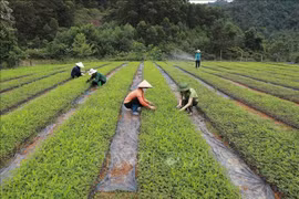 Production de plants pour le reboisement au Centre de recherche sur les arbres forestiers relevant du comité de gestion de la réserve naturelle de Xuân Liên (Département de l’agriculture et du développement rural de la province de Thanh Hoa). Photo: VNA