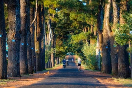 La route bordée de pins centenaires. Photo: thanhnien.vn