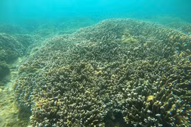 Récifs coralliens dans la baie de Nha Trang. Photo: VNA