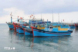 La lutte contre la pêche INN n’est qu’une étape nécessaire pour protéger les ressources halieutiques et l'économie maritime et non pas seulement pour répondre aux exigences de la CE. Photo: VNA