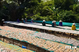 Des femmes du village de Phu Tho manipulant des poissons séchés sur des étagères de séchage. Photo: VNA
