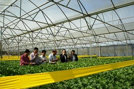 Dà Nang met le cap sur l’agriculture high-tech