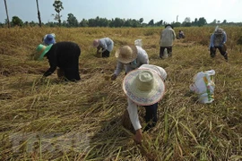 La Thaïlande décaisse près de 3 milliards $ pour soutenir le secteur du riz