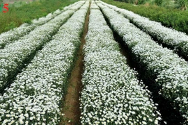 Le retour attendu de la saison des fleurs d’échinacée blanche à Hanoi