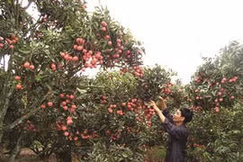 Bac Giang se prépare pour la saison 2018 du litchi