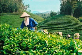 Le Vietnam a exporté plus de 45.000 tonnes de thé en cinq mois