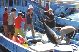  Le Vietnam est déterminé à développer la pêche durable