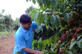Vietnam et Canada cherchent à renforcer leur coopération commerciale