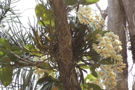 Un royaume des orchidées à découvrir à Buôn Ma Thuôt