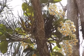 Un royaume des orchidées à découvrir à Buôn Ma Thuôt