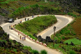 Cinq cents athlètes courront le marathon international à Hà Giang