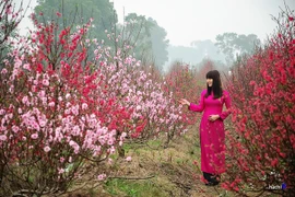 Au village de Nhât Tân, les fleurs de pêcher de toujours sourient au vent de l’Est 