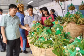 Le chiffre d’affaires à l’export du secteur agricole atteint 29,54 milliards de dollars en 9 mois