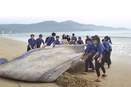 Sur terre et en mer, unis pour réduire la pollution plastique