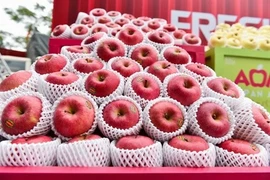 Japon - Vietnam : foire d’Aomori en janvier à Hô Chi Minh-Ville