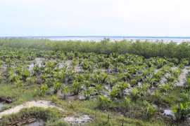 Résilience aux impacts du changement climatique pour les communautés vulnérables côtières