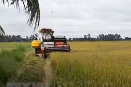 Le 3e Festival du riz du Vietnam prévu en décembre prochain