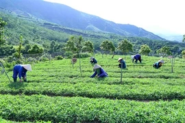 Agriculture "bio": le Vietnam peut mieux faire