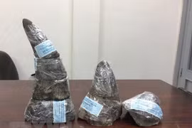 Saisie de 34 kg de cornes de rhinocéros à l'aéroport international de Noi Bai