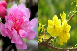 Des fleurs et plantes pour accueillir le printemps en beauté