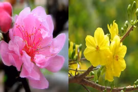 Des fleurs et plantes pour accueillir le printemps en beauté