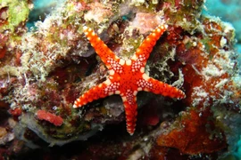 L'Indonésie accueille la conférence sur les océans