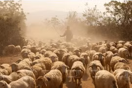 Comment Ninh Thuân développe sa propre résilience agricole