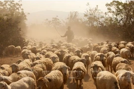 Comment Ninh Thuân développe sa propre résilience agricole