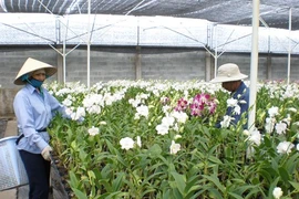 Orchidées et bonsaïs auront leurs festivals à Hô Chi Minh-Ville