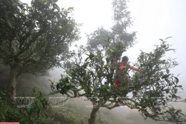 Le thé Shan tuyêt Tà Xùa, plus de 200 ans et toutes ses feuilles