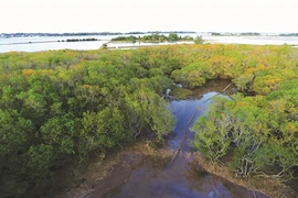 Reboisement des mangroves pour lutter contre l’avancée de la mer