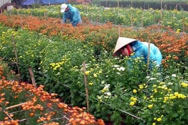 Hanoi mène la danse dans le développement rural