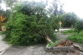 La tempête Jebi fait onze morts et blessés 
