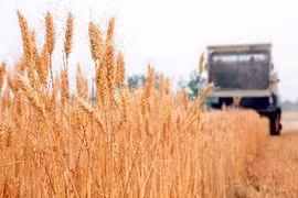 Un champ de riz en Chine. (Source: AVI)