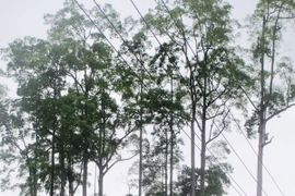 D'anciens arbres « cho chi » de la commune de Phu Nam, district de Bac Me. Photo : bacme.hagiang.gov