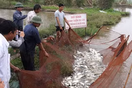 Récolte de tilapies dans la province de Ninh Binh. Photo: Vu Sinh/VNA