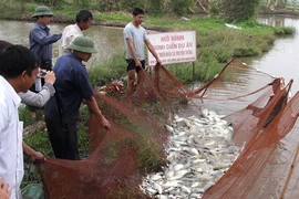 Récolte de tilapies dans la province de Ninh Binh. Photo: Vu Sinh/VNA