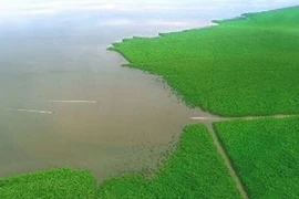 La mangrove de Ca Mau.(Source: VNA)