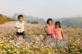 Chaque année, en octobre, après la récolte du riz, sur les flancs de montagne de la région du Nord-Ouest, le jaune des rizières est remplacé par le rose des pétales de sarrasin. Photo : VNA