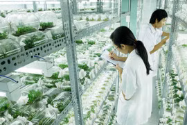 La recherche pour le développement agricole. Photo d'illustration.