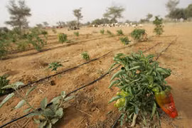 Irrigation au goutte à goutte au Niger. Photo : fao.org