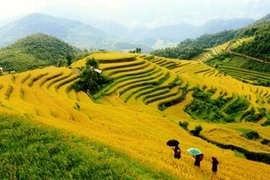 Rizières en terrasse Mù Cang Chải. (Photo: Thanh Hà/VNA)