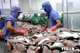 Les entreprises vietnamiennes ne pratiquent pas le dumping avec les filets de poissons Tra et Basa surgelés exportés sur le marché américain. (Source : VNA)