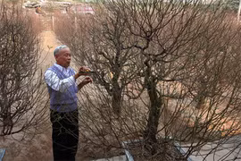 Un bon entretien permet aux boutons de pêchers de s’épanouir pour le Nouvel An traditionnel. Source: VNA
