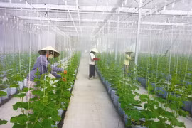 Le Centre d’incubation d’entreprises agricoles de hautes technologies où l’on recherche et présente de nouvelles variétés. 